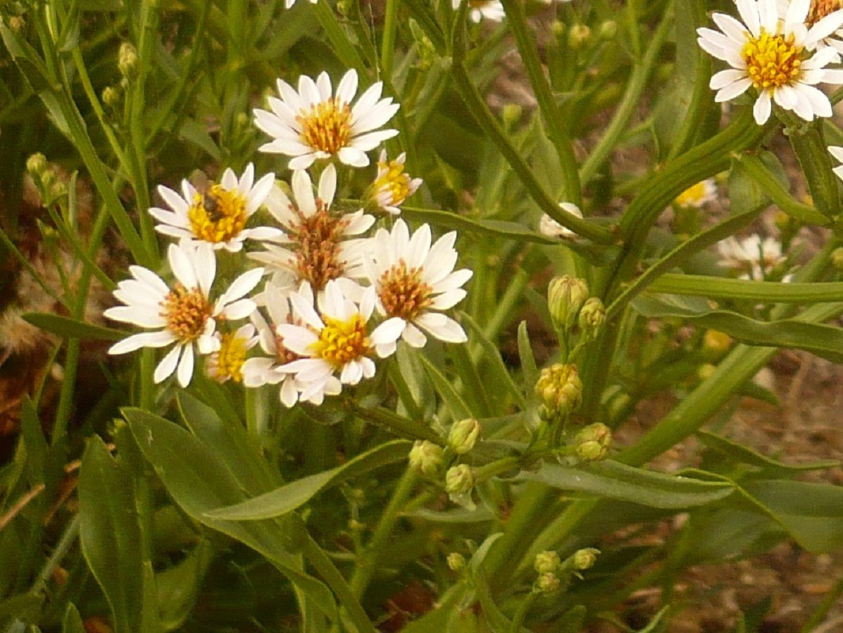 Tripolium pannonicum (Asteraceae)